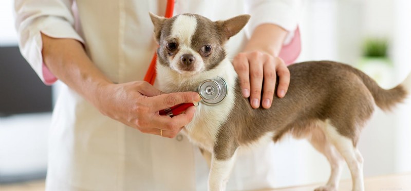 I cani possono vivere con una trachea collassata?