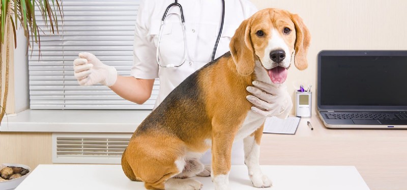 Os cães podem viver com uma traqueia colapsada?