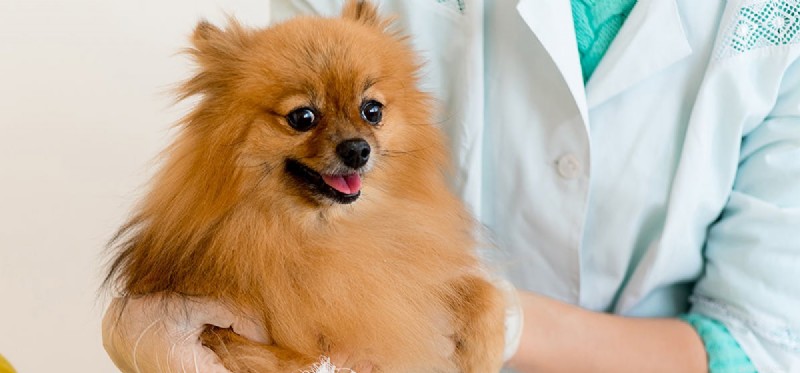 Kan hundar leva med en kollapsad luftstrupe?