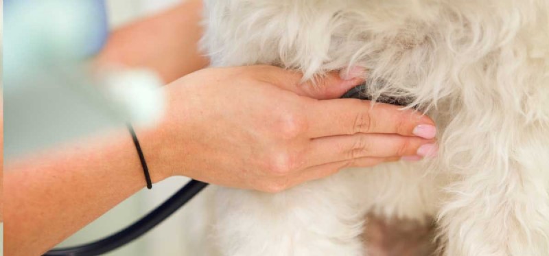 Kan hundar leva med blåsljud?