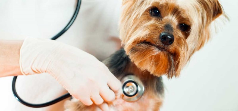 Os cães podem viver com um sopro cardíaco?