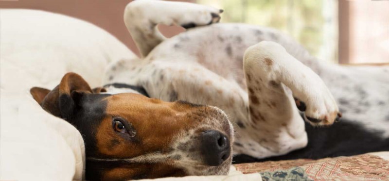 Kunnen honden leven met artritis?