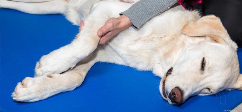 Les chiens peuvent-ils vivre avec l arthrite ?