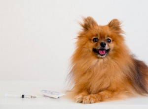 개가 방광 결석을 가지고 살 수 있습니까?