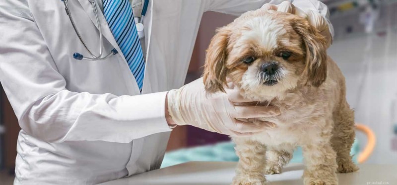 Os cães podem viver com artrite?
