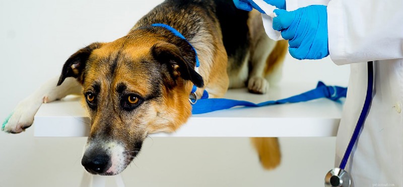 Os cães podem viver com tumores cerebrais?