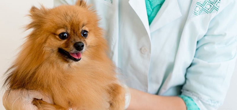 Les chiens peuvent-ils vivre avec des calculs vésicaux ?