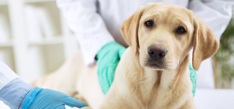 Mohou psi žít s nádory mozku?