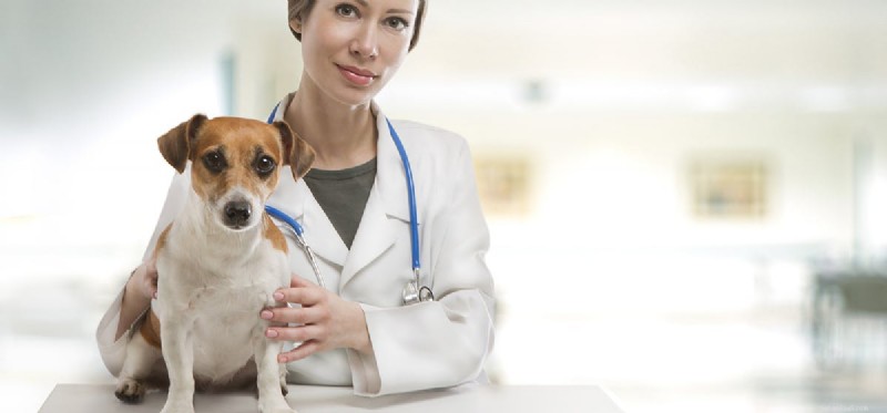 Kan hundar leva med hjärntumörer?