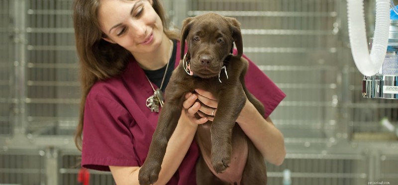 Os cães podem viver com insuficiência cardíaca congestiva?