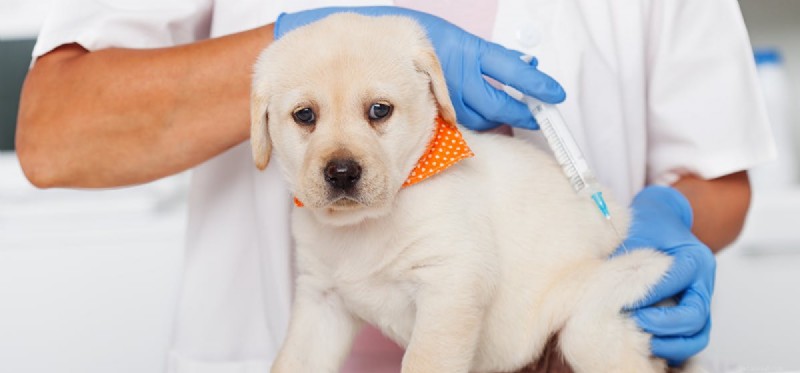 Os cães podem viver com insuficiência cardíaca congestiva?