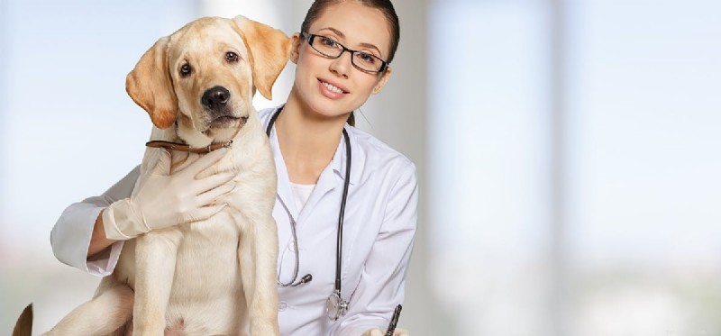 Os cães podem viver com a doença de Cushing?