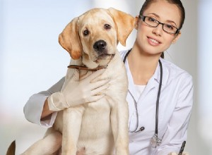Могут ли собаки жить с болезнью Кушинга?