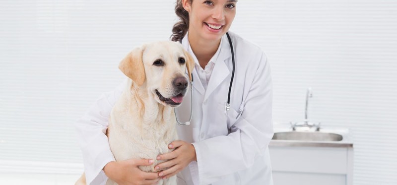 Kunnen honden leven met de ziekte van Cushing?