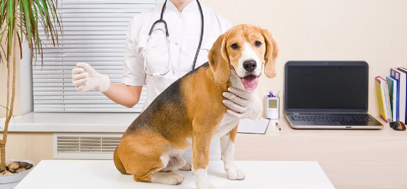 Mohou psi žít s diabetem?