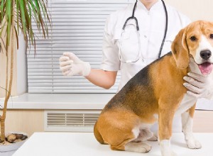 개는 당뇨병을 가지고 살 수 있습니까?