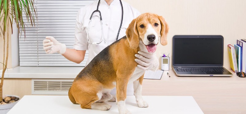 Kan hundar leva med Cushings sjukdom?