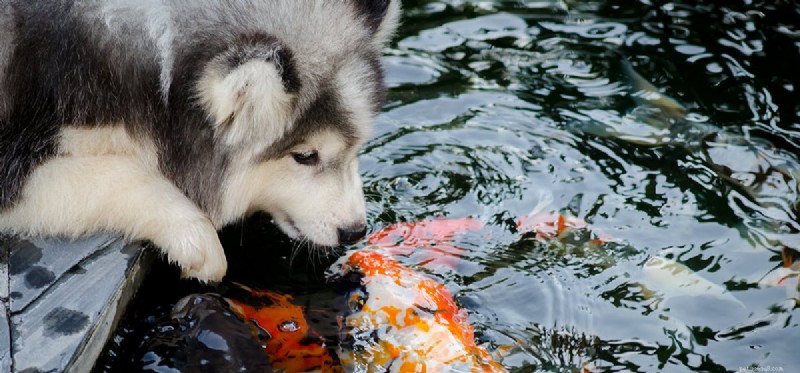 Os cães podem viver com peixes?