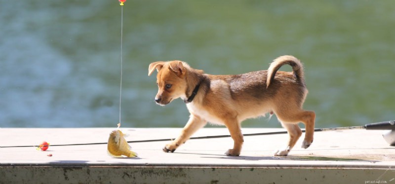 Kunnen honden met vissen leven?