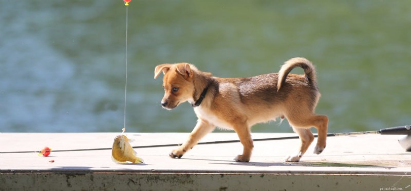 犬は魚と一緒に暮らすことができますか?