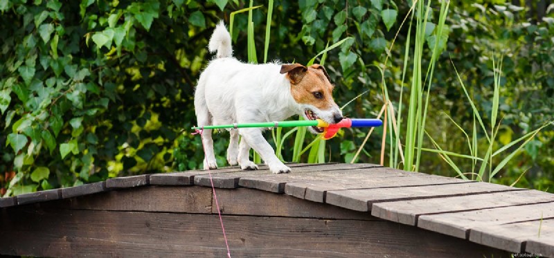 Kunnen honden met vissen leven?