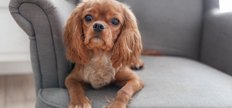 Les chiens peuvent-ils vivre avec des gerbilles ?