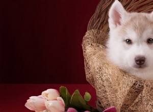 Mohou psi žít s pískomily?