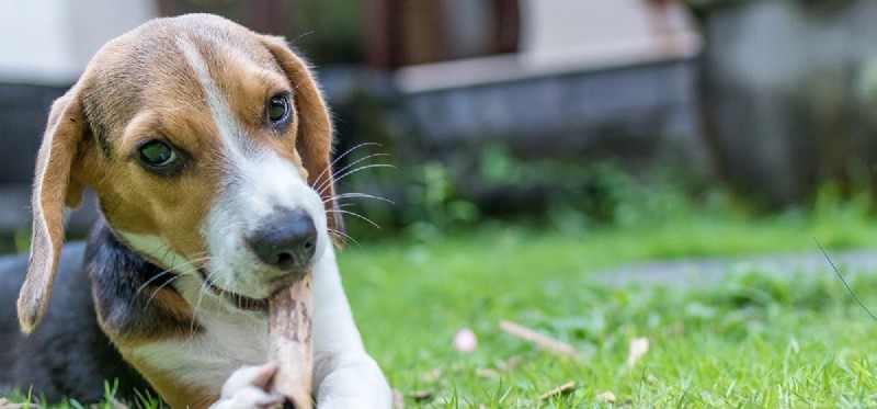 I cani possono vivere con Giardia?