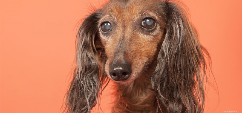 Kan hundar leva med glaukom?