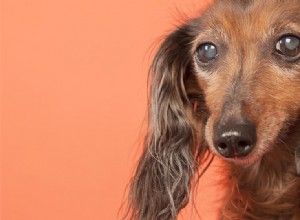 Mohou psi žít s glaukomem?