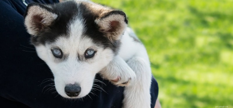 Kunnen honden leven met glaucoom?
