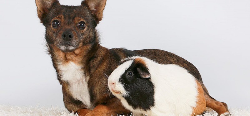 Могут ли собаки жить с морскими свинками?
