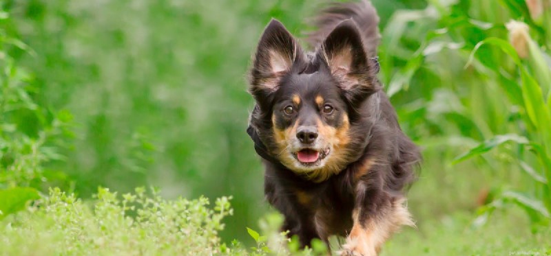 Kunnen honden samenleven met cavia s?