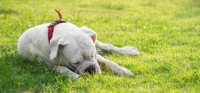 Os cães podem viver com hérnias?