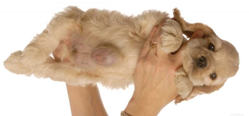 Kunnen honden leven met hernia s?