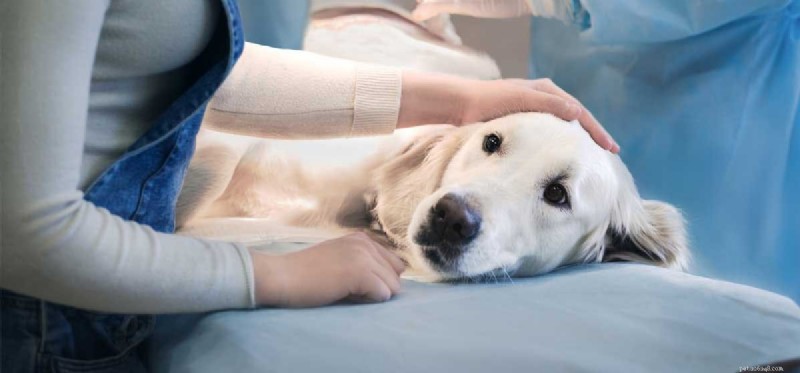 Les chiens peuvent-ils vivre avec des hernies ?