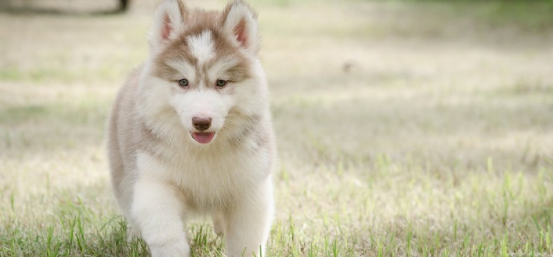 Mohou psi žít s dysplazií kyčle?
