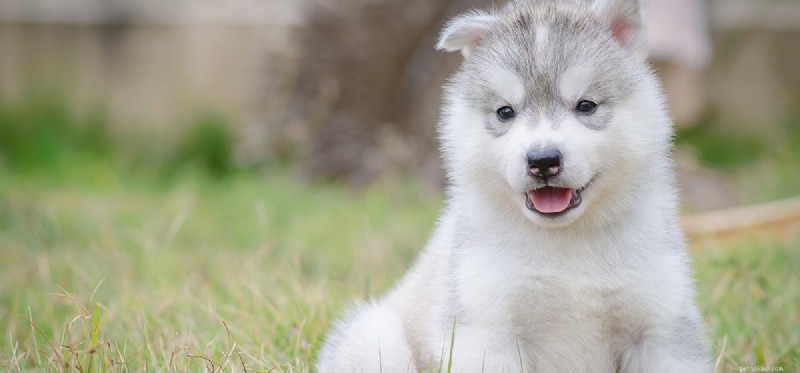 Kan hundar leva med höftledsdysplasi?