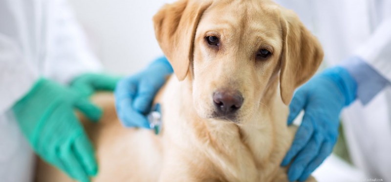 Les chiens peuvent-ils vivre avec un seul poumon ?