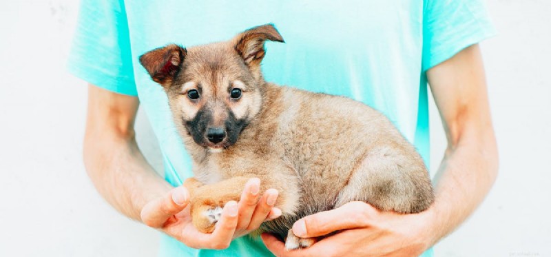 犬は片肺でも生きられる?