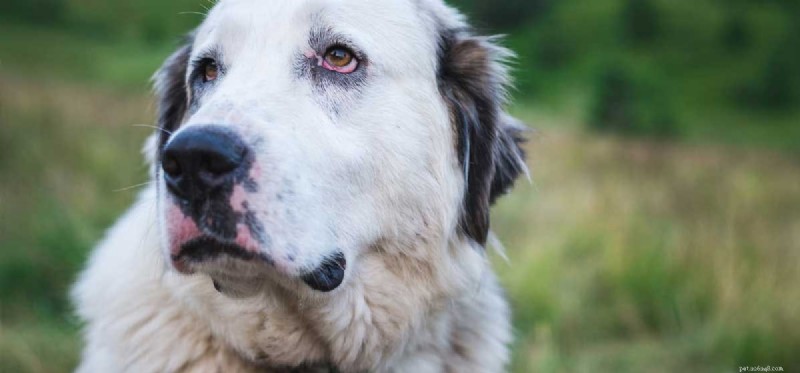 I cani possono vivere senza cistifellea?