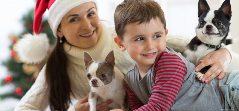 Os cães podem viver com um pulmão?