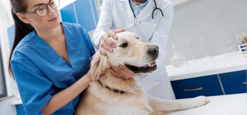 Os cães podem viver sem vesícula biliar?