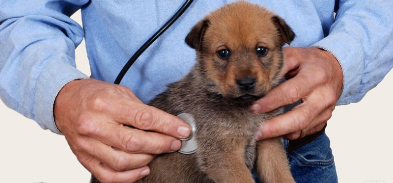 Les chiens peuvent-ils vivre sans pancréas ?