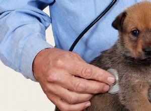 犬は膵臓がなくても生きていける?