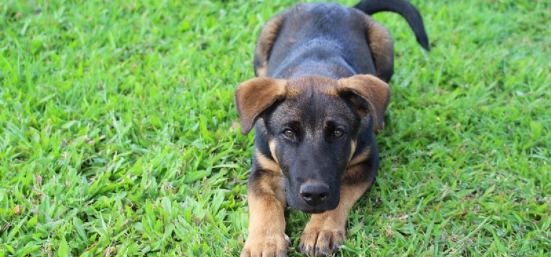 Os cães podem viver sem um pâncreas?