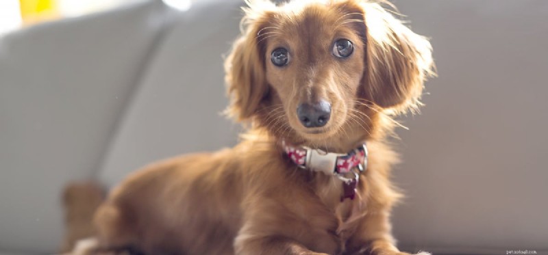 Kunnen honden leven zonder prostaat?