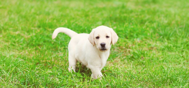 I cani possono vivere senza la prostata?