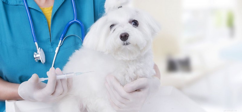 Les chiens peuvent-ils vivre sans injection ?