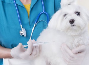 Могут ли собаки жить без прививок?